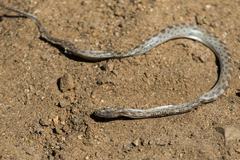 Hypsiglena ochrorhynchus klauberi