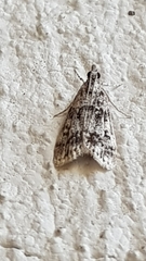 Eudonia lacustrata