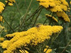 Eristalis arbustorum