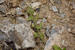 Calystegia occidentalis occidentalis