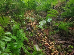 Cudonia circinans