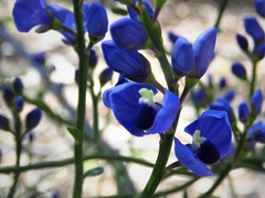 Comesperma scoparium