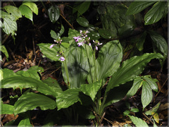 Calanthe masuca
