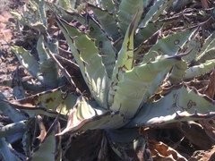 Agave cerulata subcerulata