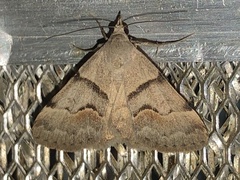 Hemeroplanis incusalis