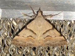 Hemeroplanis incusalis