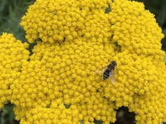 Eristalis arbustorum