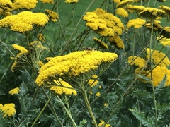 Eristalis arbustorum