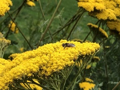 Eristalis arbustorum