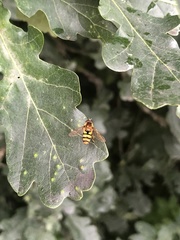 Eupeodes latifasciatus