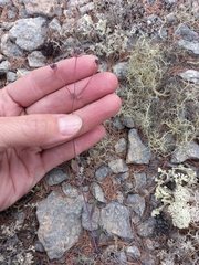 Bupleurum triradiatum