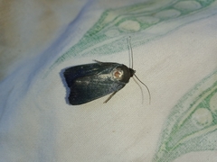 Amphipyra livida