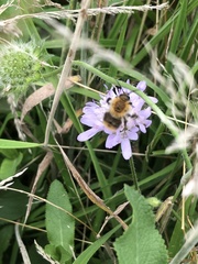 Bombus pascuorum
