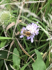 Bombus pascuorum