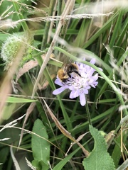Bombus pascuorum