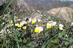 Viola hymettia