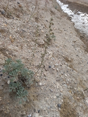 Artemisia lagocephala