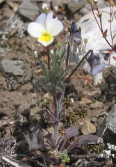 Viola hymettia
