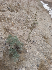 Artemisia lagocephala