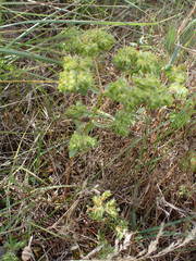 Euphorbia falcata
