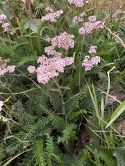 Achillea asiatica