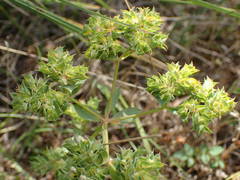 Euphorbia falcata