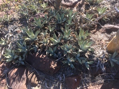 Agave cerulata subcerulata