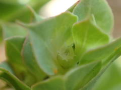 Euphorbia falcata