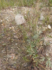 Pulsatilla dahurica