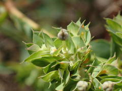 Euphorbia falcata
