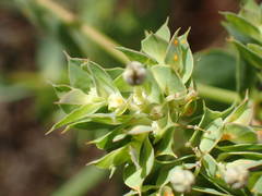 Euphorbia falcata