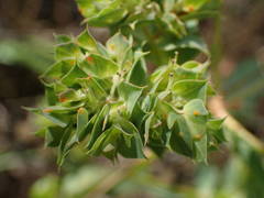 Euphorbia falcata