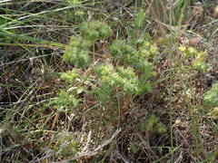 Euphorbia falcata