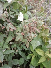 Rubus sachalinensis