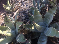Agave cerulata subcerulata
