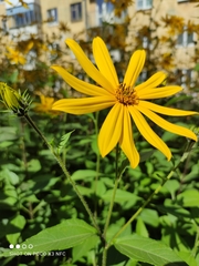 Helianthus tuberosus