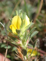 Ononis pusilla