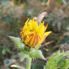 Helminthotheca echioides