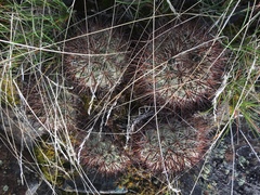Pediocactus nigrispinus