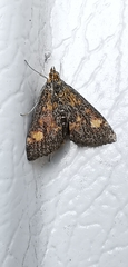 Pyrausta aurata