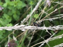 Eriothrix rufomaculata