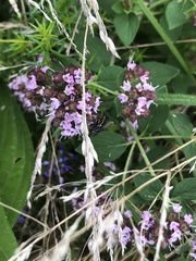 Eriothrix rufomaculata