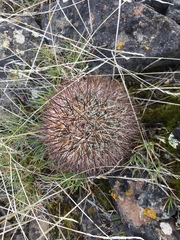 Pediocactus nigrispinus