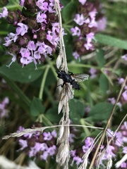 Eriothrix rufomaculata