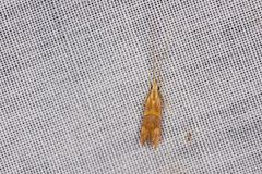 Crocanthes zonodesma