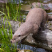 Eurasian Otter - Photo (c) Cloudtail the Snow Leopard, some rights reserved (CC BY-NC-ND)