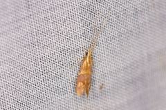 Crocanthes zonodesma