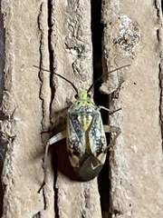 Taedia marmorata