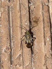 Taedia marmorata