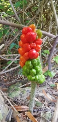 Arum maculatum